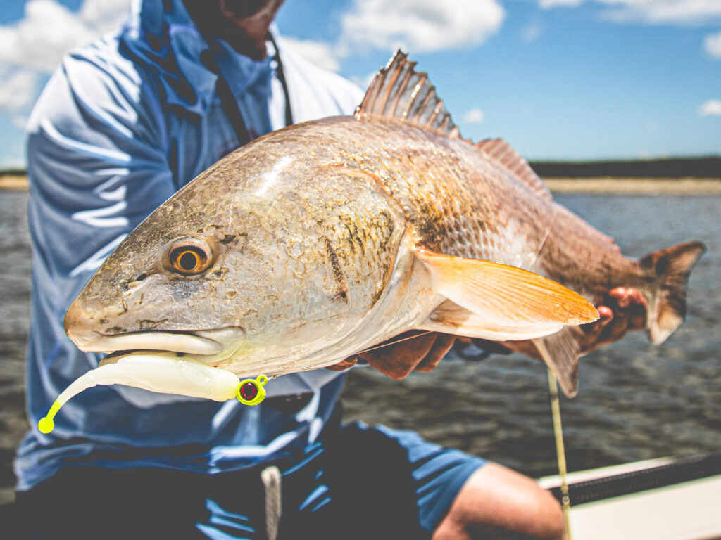 Redfish with a Z-Man lure