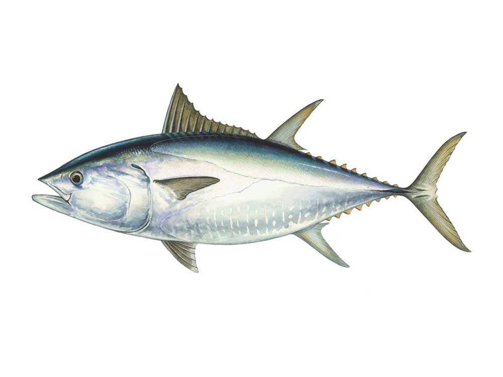 Bluefin tuna