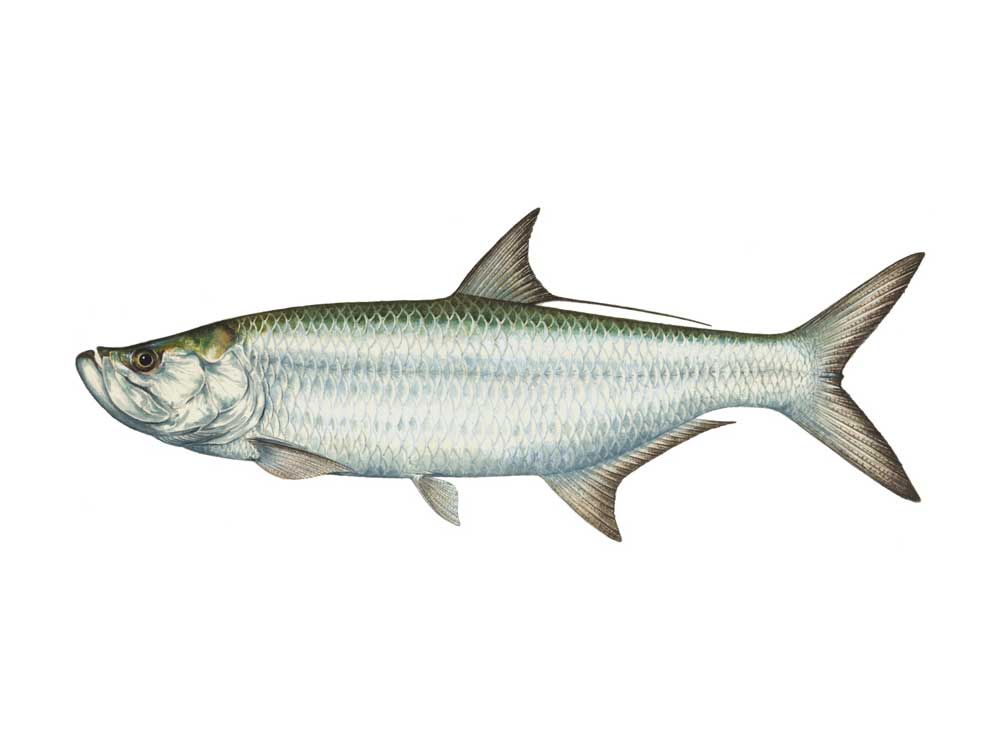 Tarpon