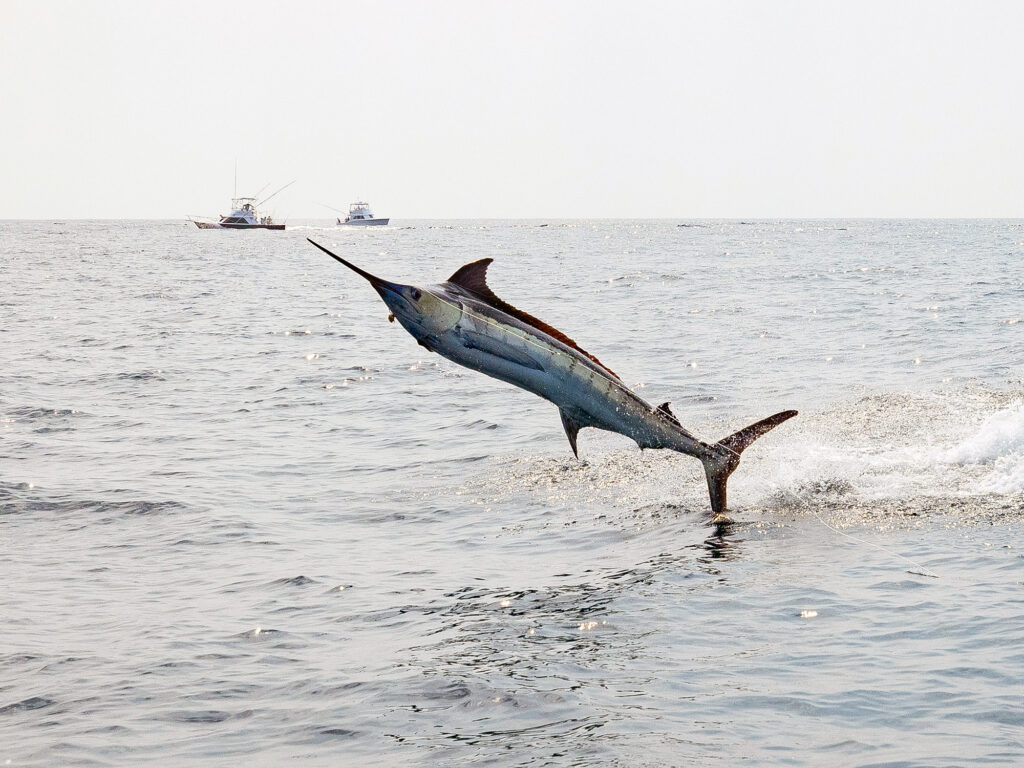 blue marlin jumping