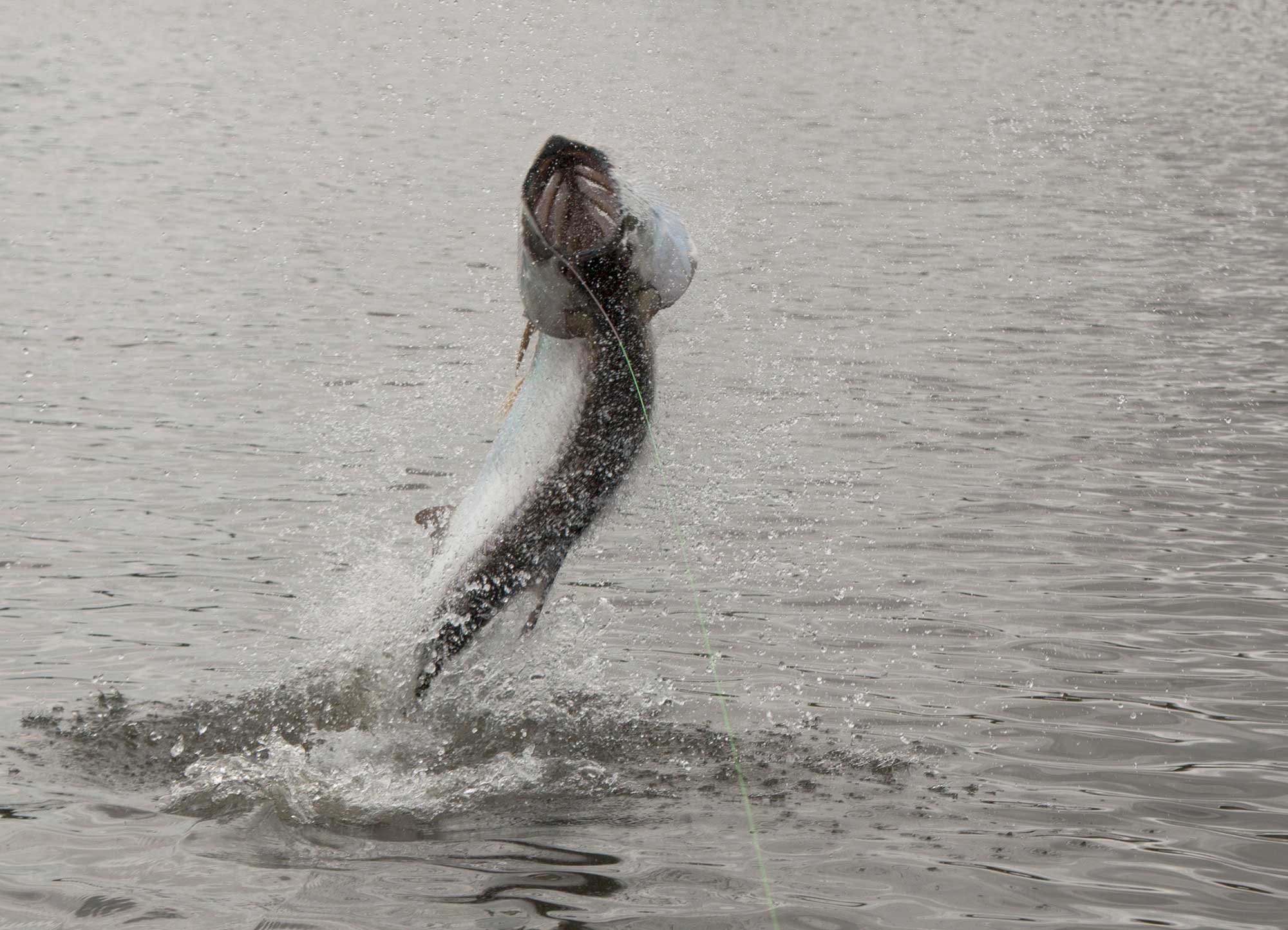 Best Tarpon Lures  Salt Water Sportsman