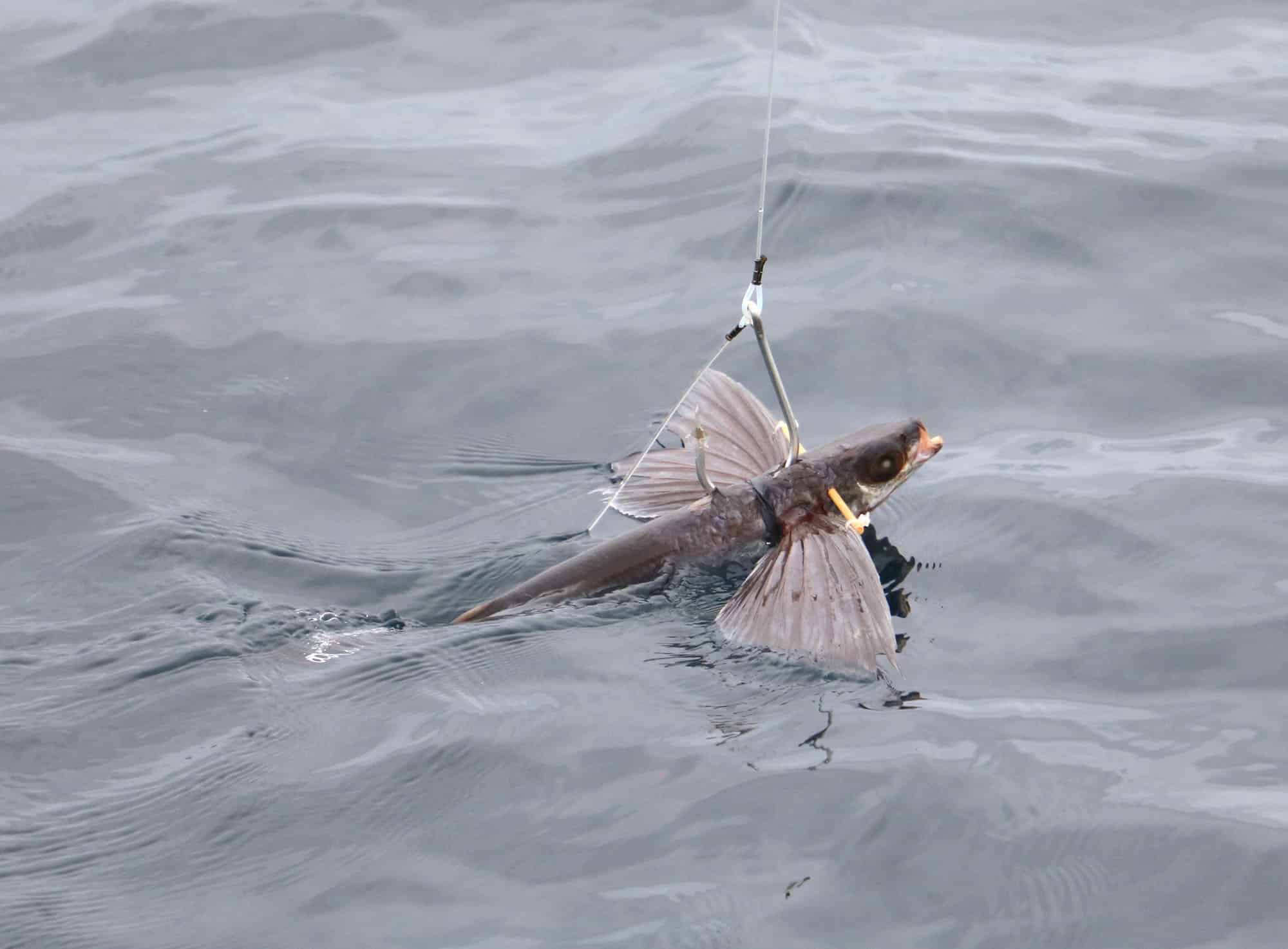 How to Rig a Flying Fish for Kite Fishing