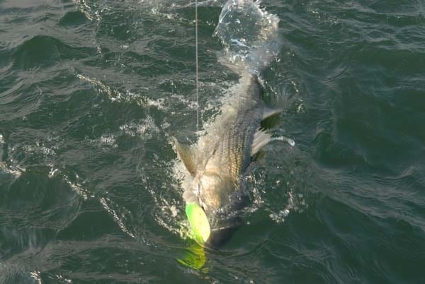 How to Catch Striped Bass