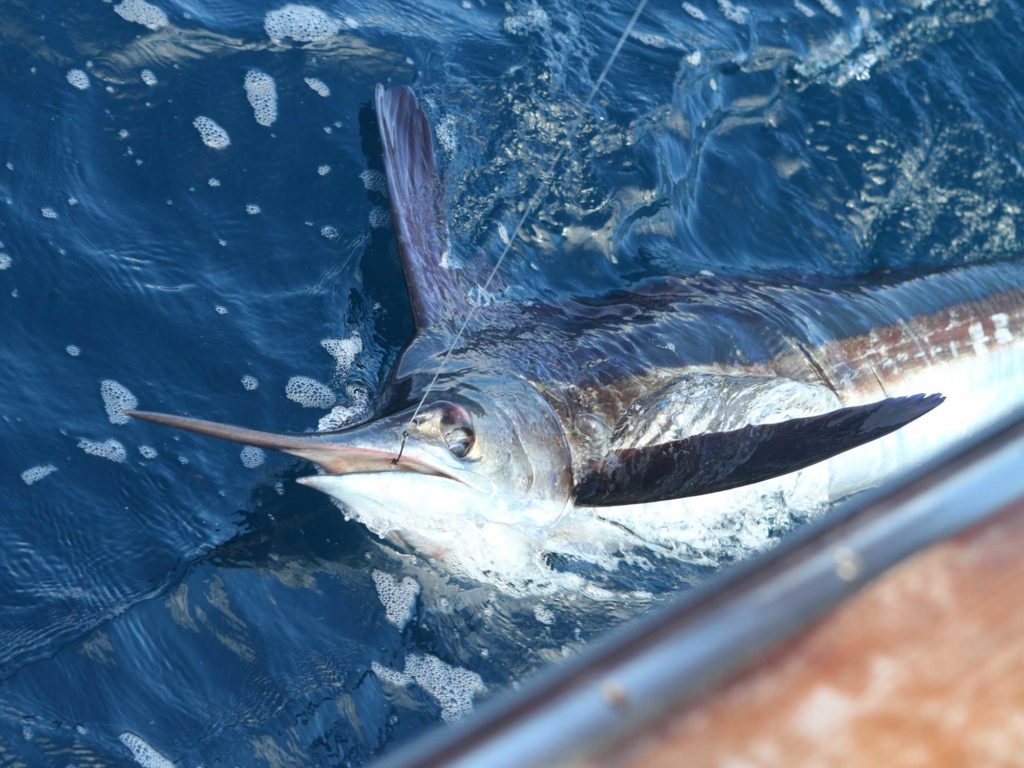 Marlin April/May 2019 (Digital)  Marlin, Offshore fishing, Sport fishing
