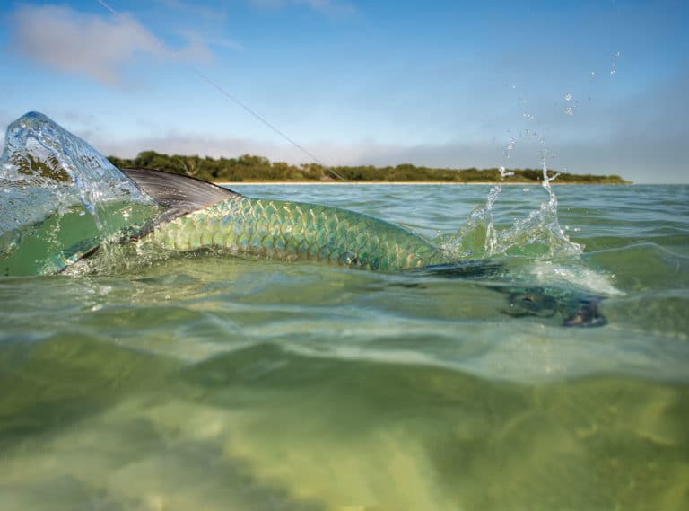 Tarpon on the hook