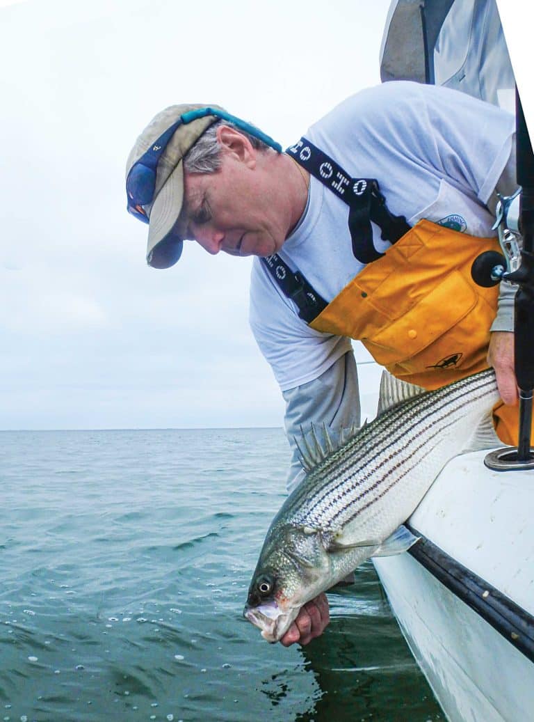 New Striped Bass Regulations Salt Water Sportsman