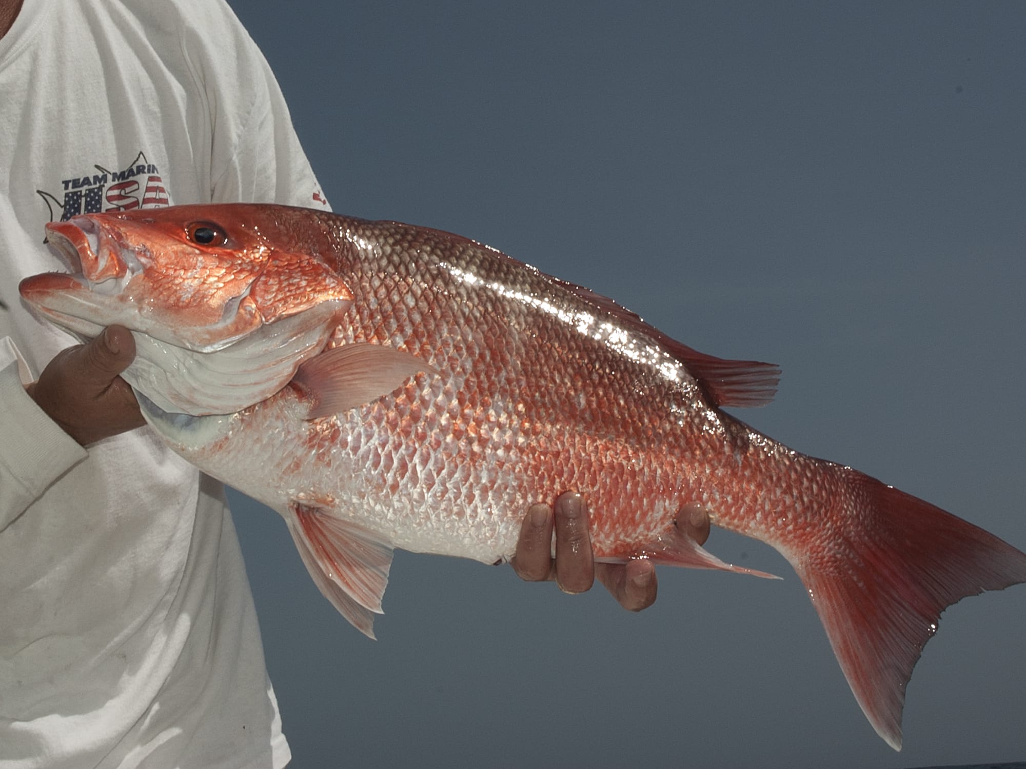 ALABAMA OFFERS ALTERNATIVE TO SHORT GULF SNAPPER SEASON Salt Water