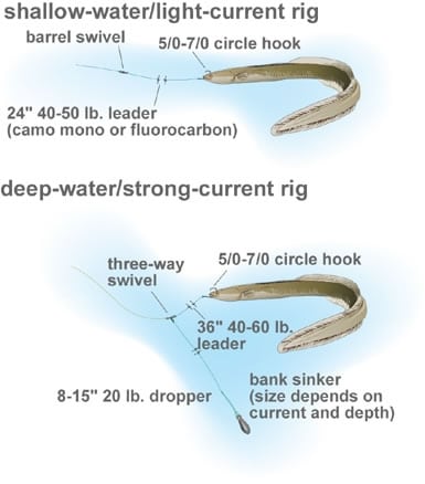 How to 3 Three Way Live Eels for Striped Bass Drifting Over a Reef -  Striper Life