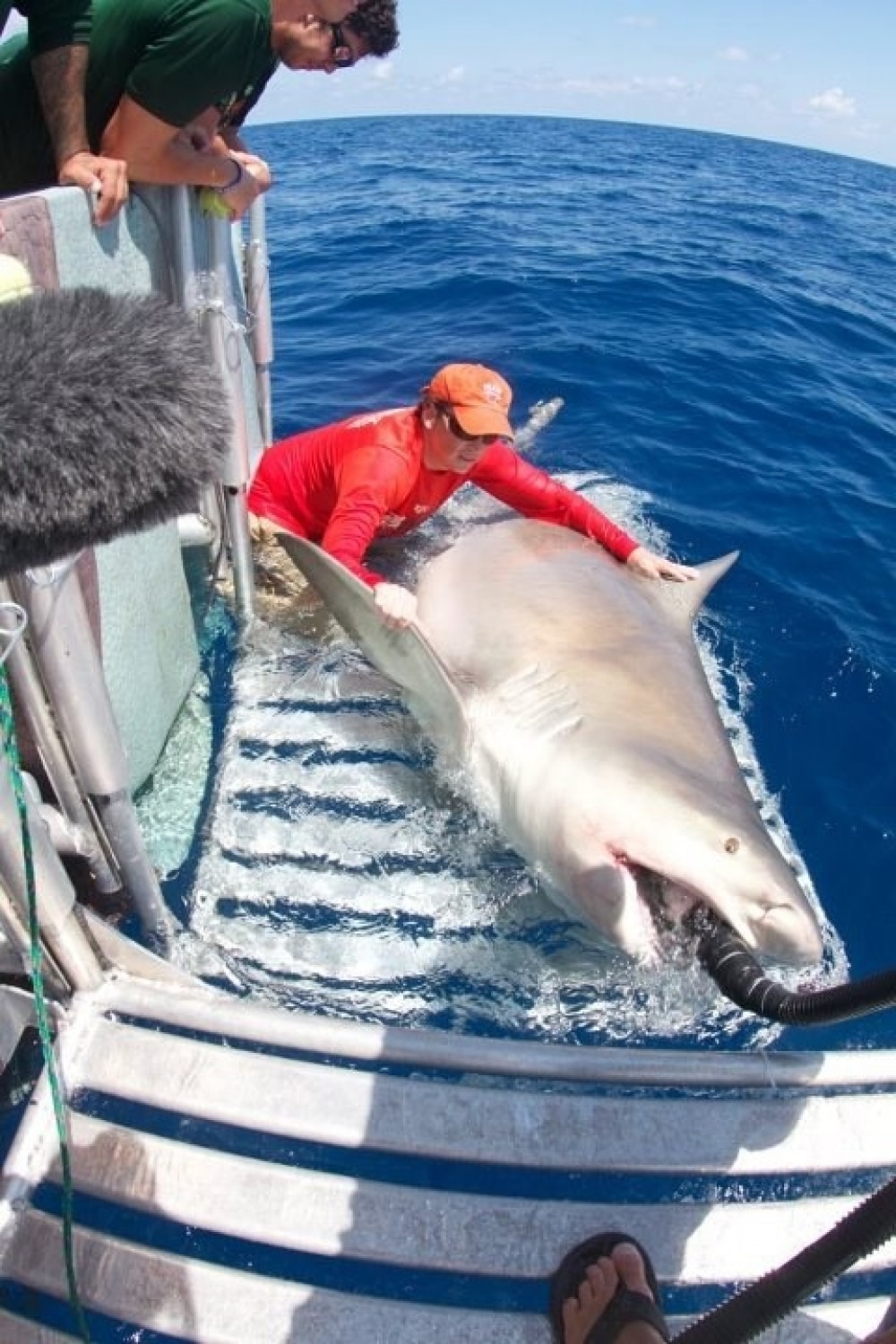 Bull Shark Caught and Tagged for Research