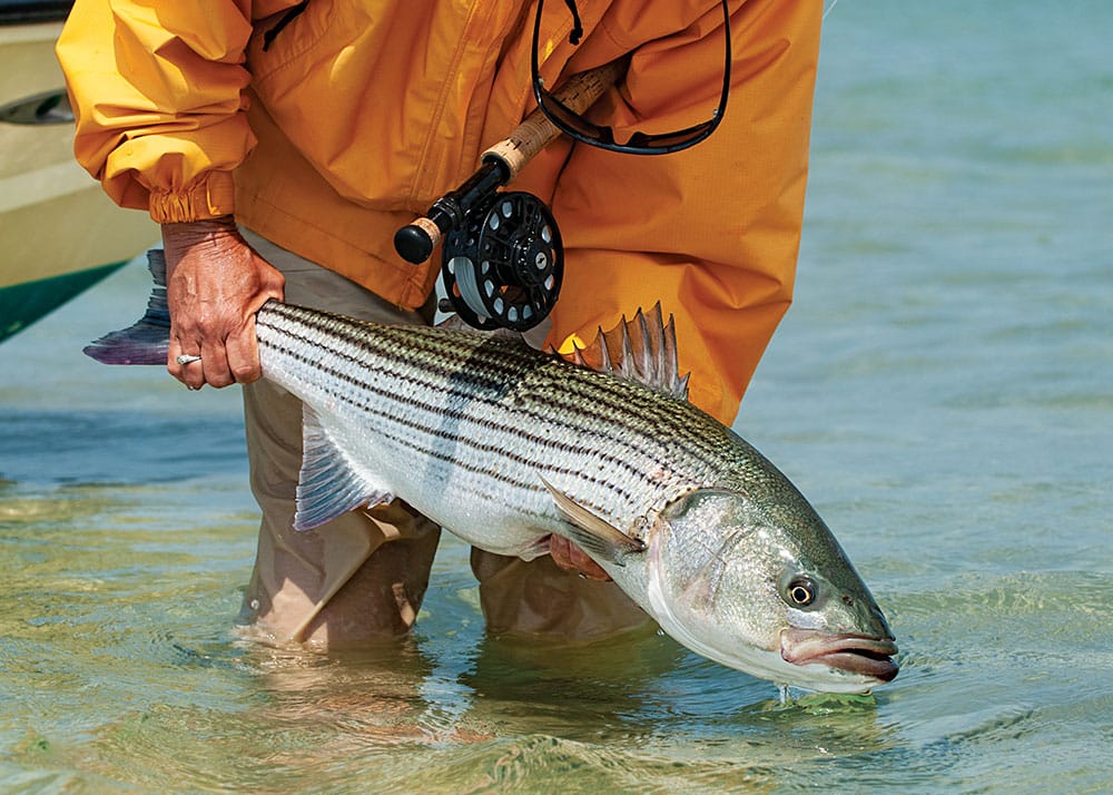 Fly-Fishing for Striped Bass
