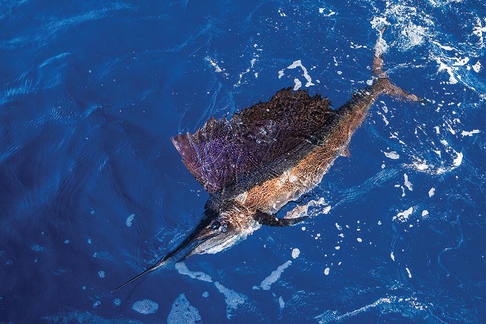 Baitfish Profiles: Best Baits for Sailfish Season, OffShore