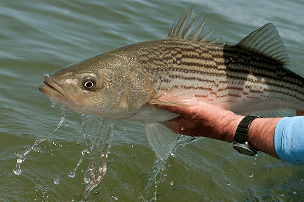 How to Catch Striped Bass (freshwater)