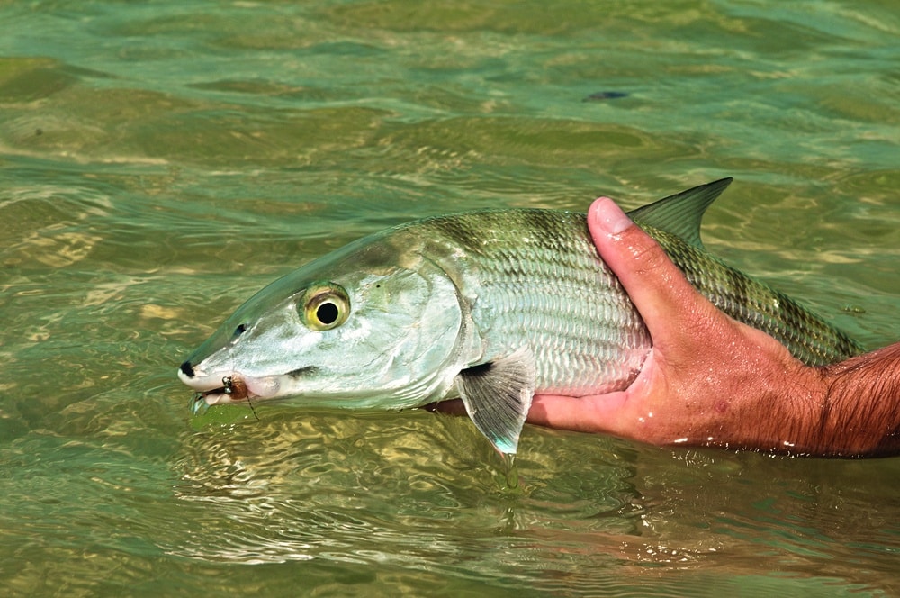 Bonefishing the Marls of Abaco