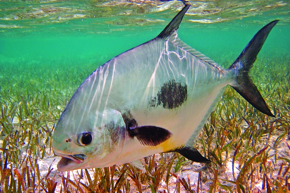 Bonefishing the Marls of Abaco