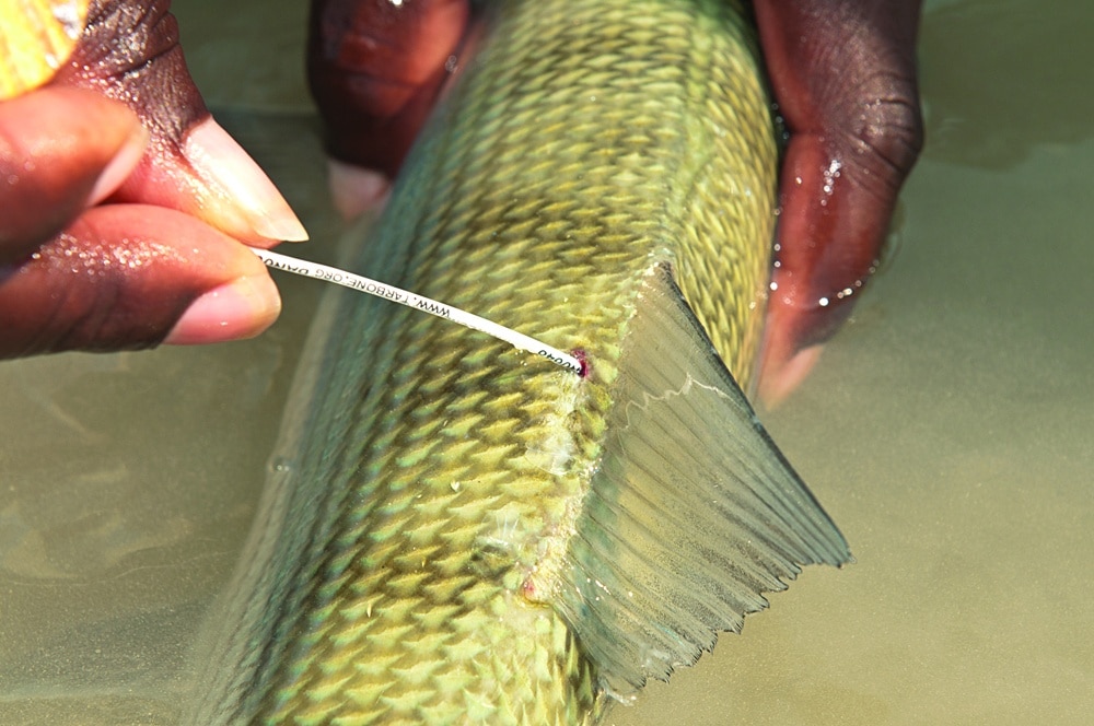 Bonefishing the Marls of Abaco