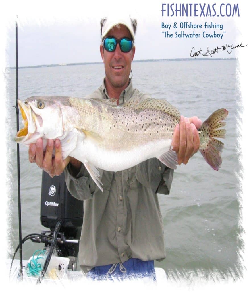 Bait Professionals Use to Consistently Catch Fish While Bay