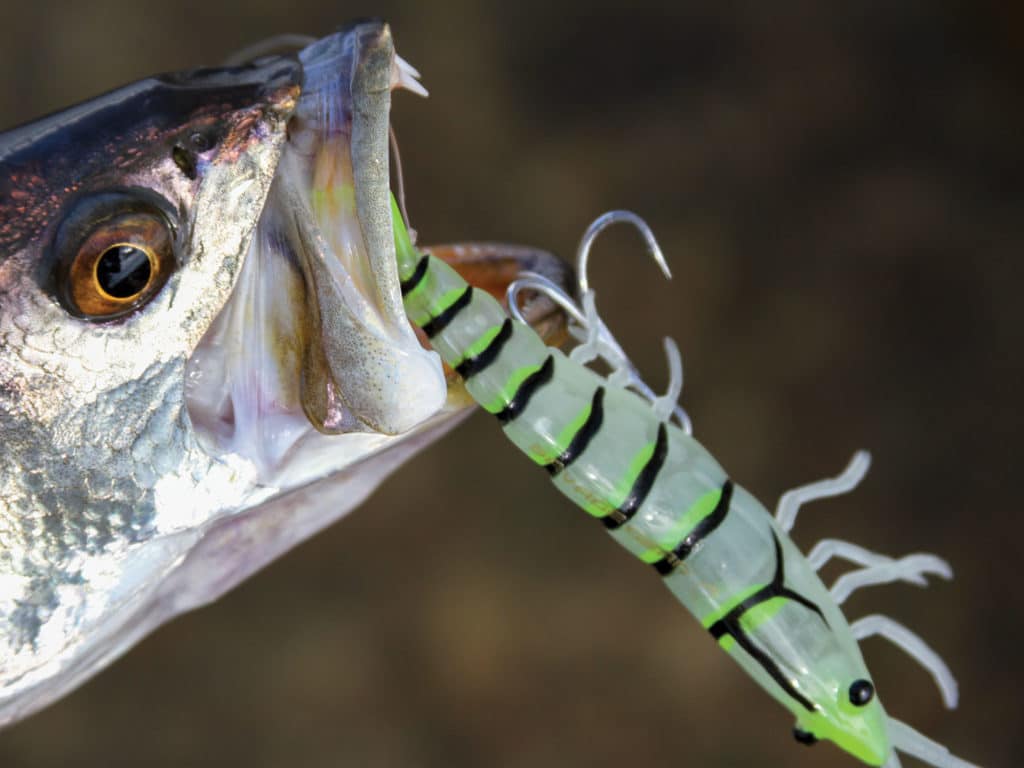 How to Fish with Artificial Shrimp Lures