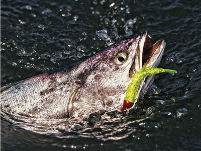 Choosing the Right Jig Head - The Fishing Website
