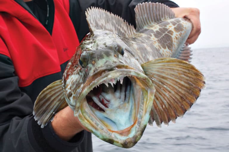 California lingcod fishing