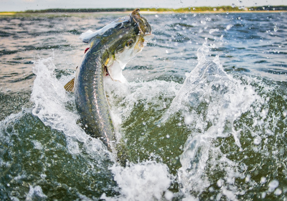How to Catch a Tarpon Fishing (The Complete Guide) - FYAO Saltwater Media  Group, Inc.