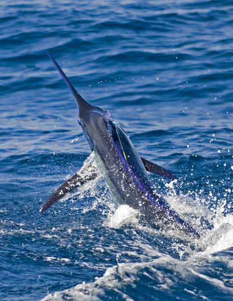 How to Target Billfish on Fly