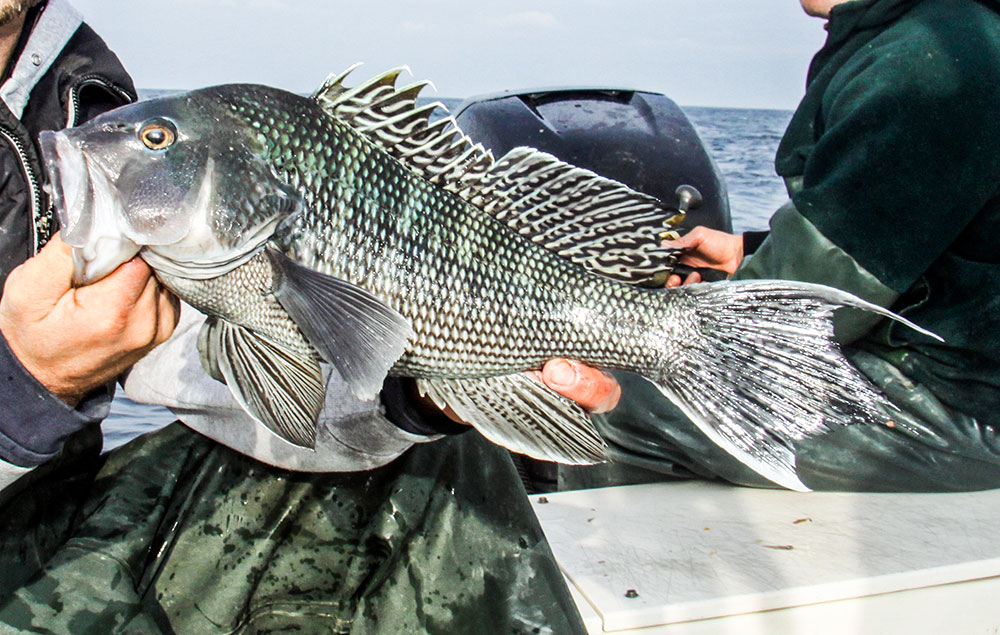 Montauk, New York Fishing Help for Black Sea Bass, Fluke and Stripers