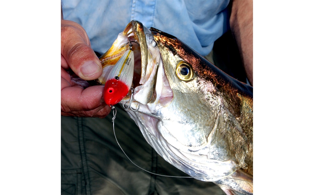 Northeast Florida Seatrout Fishing Tips