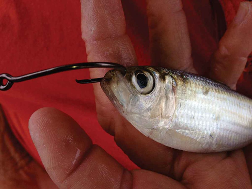 A step by step guide on how to salt pilchards for fishing bait