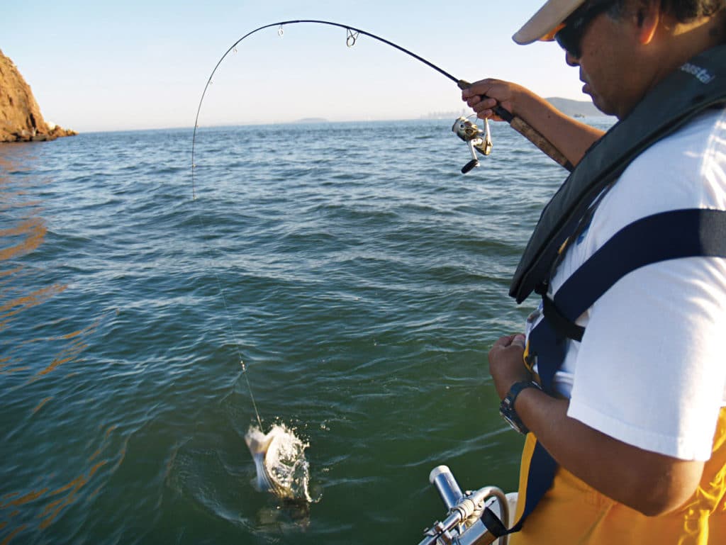How To Catch West Coast Striped Bass
