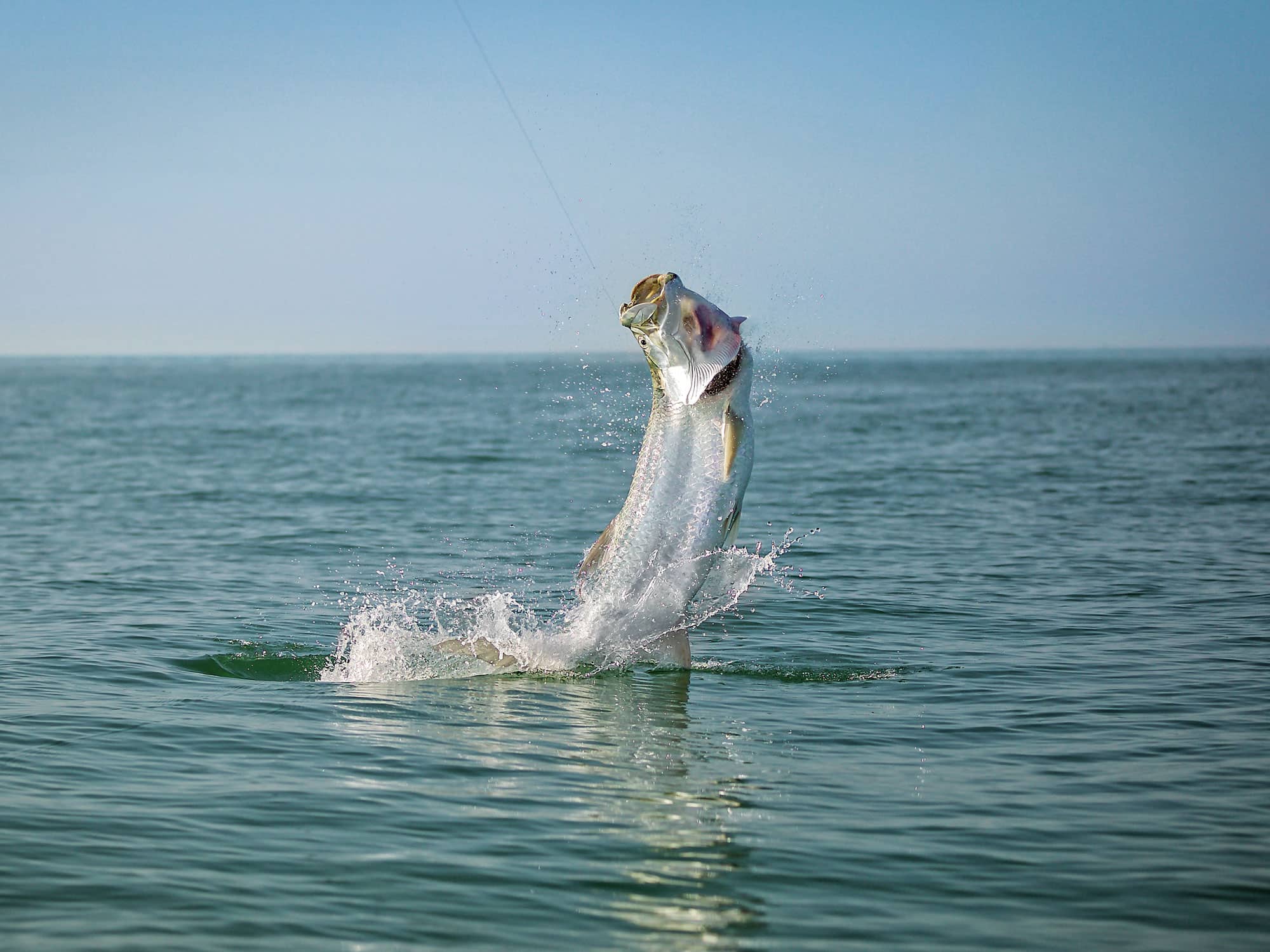 Atlantic Tarpon Fishing Tactics | Salt Water Sportsman