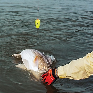  Popping Corks For Saltwater Freshwater Fishing Popper Floats  Bobber Redfish Speckled Trout Sheepshead Flounder