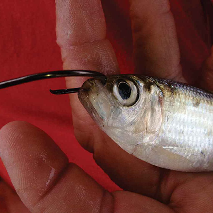 How to Hook Live Bait, Live Bait Rig