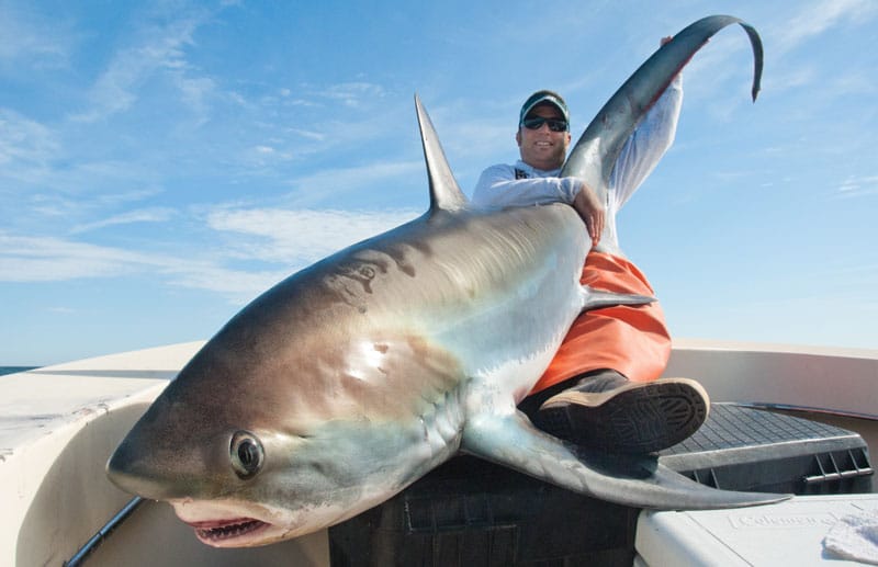 Catching Thresher Shark on Spinning rods 