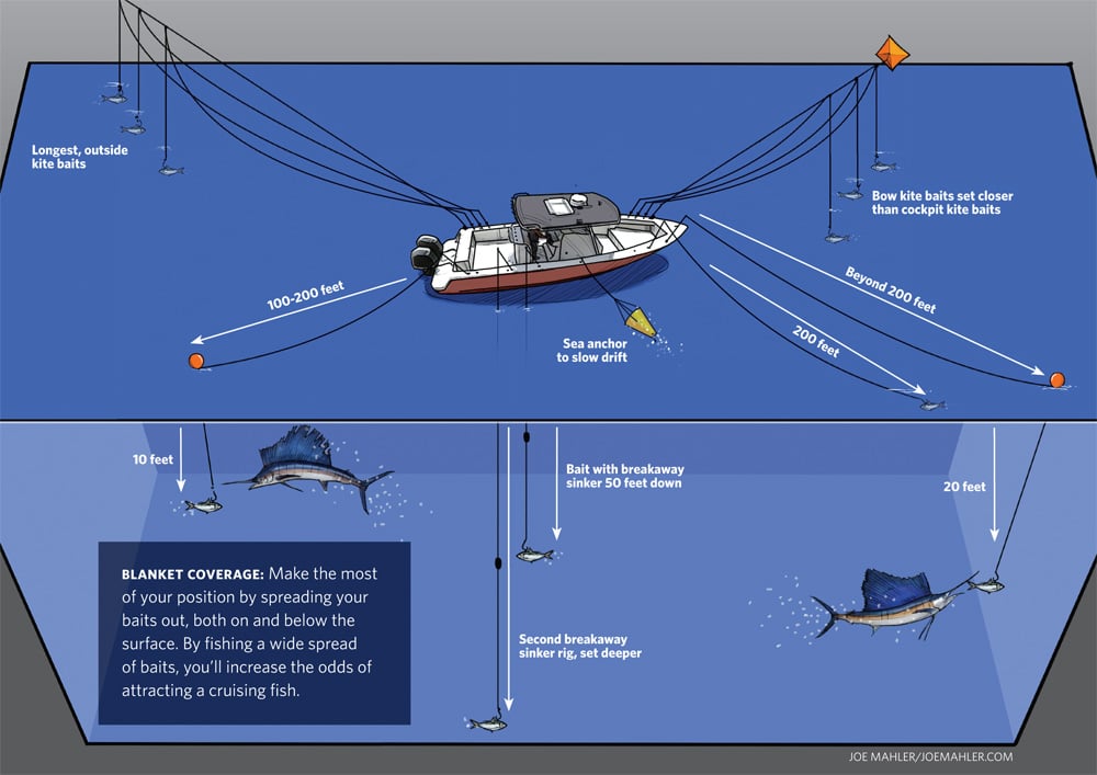Baitfish Profiles: Best Baits for Sailfish Season, OffShore
