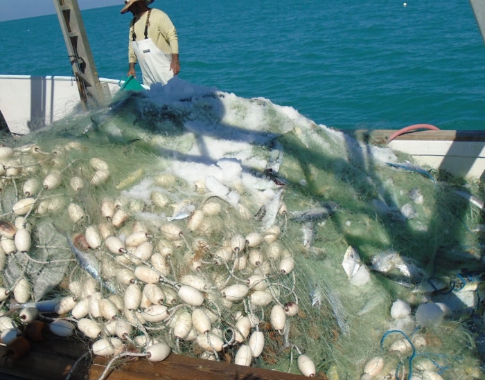 Florida Man Charged With Illegally Gill Netting Two Tons of