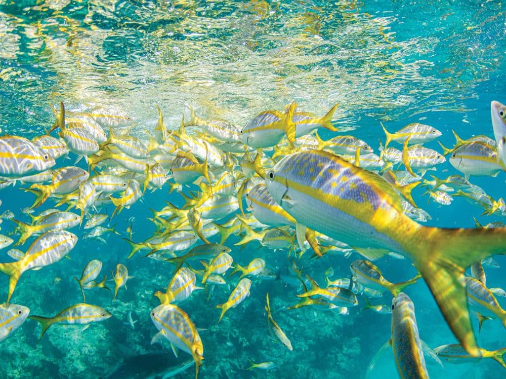 Fishing for Snappers in the Bahamas
