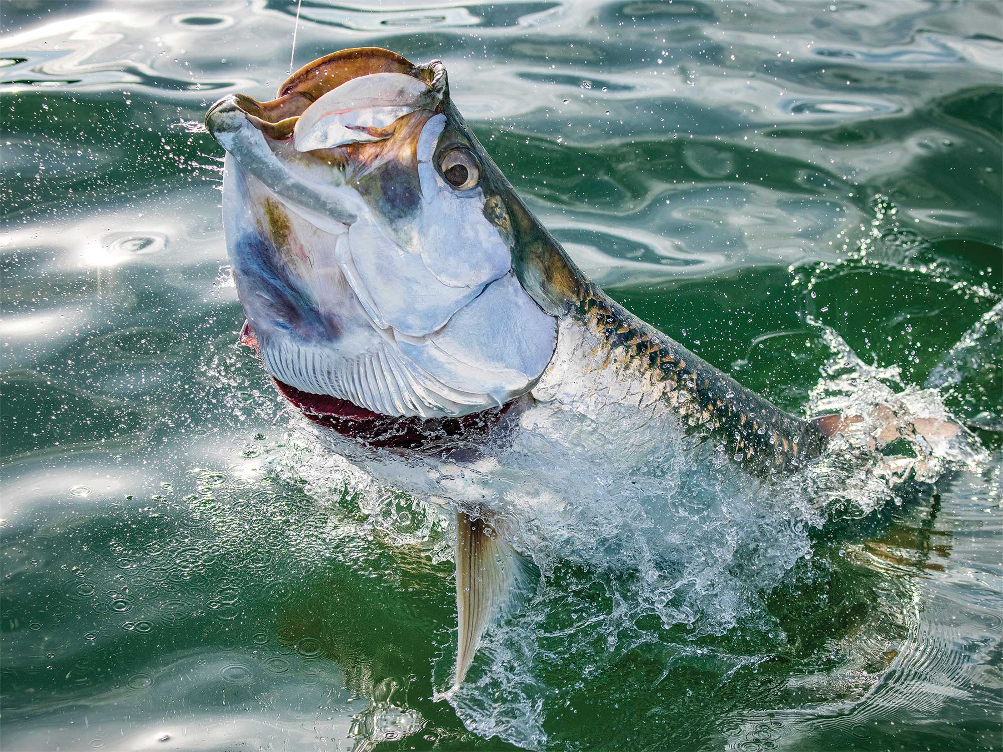 Top 3 Swimbait Tips For Tarpon Fishing - The Intrepid Angler