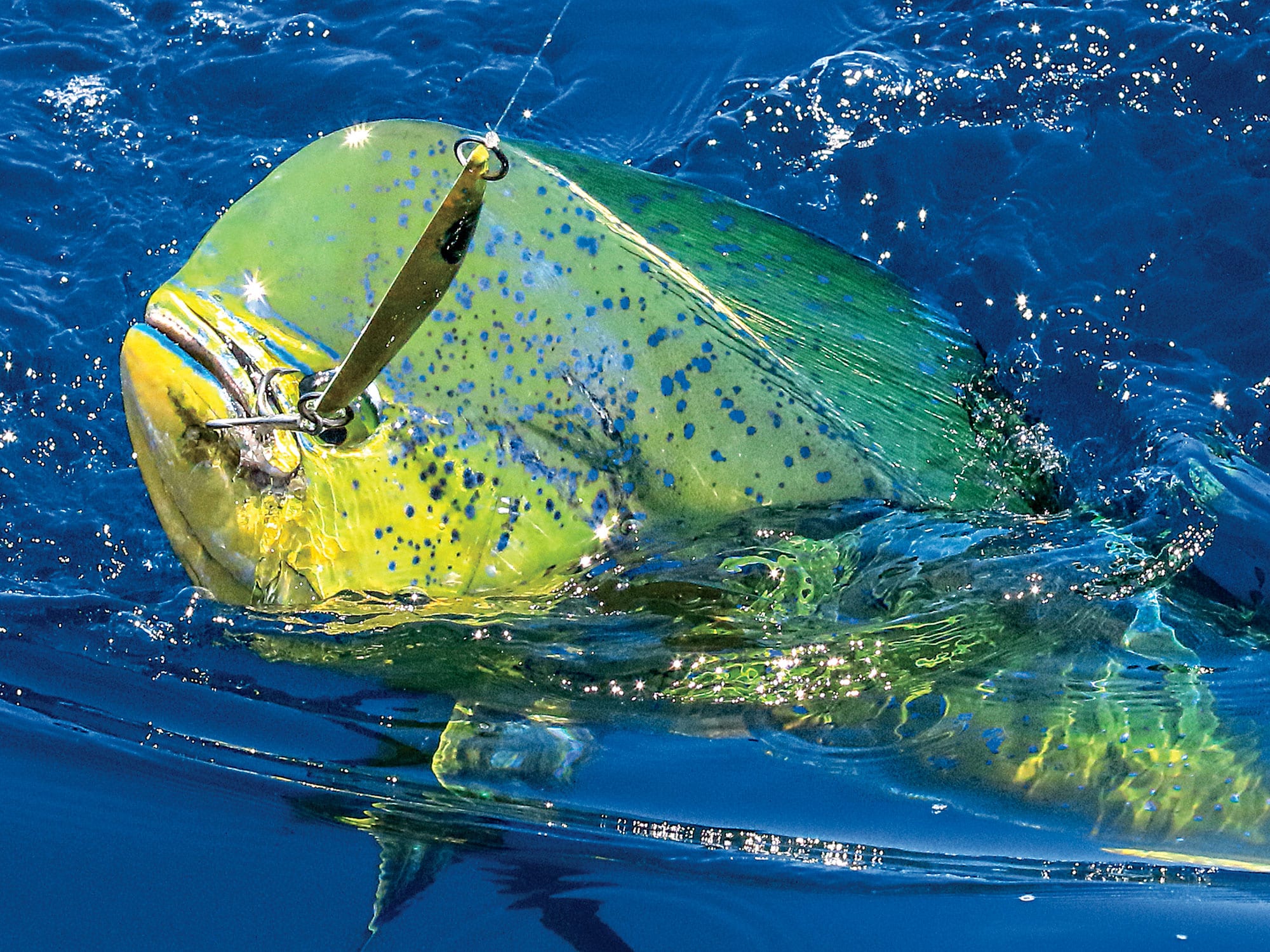 How to find MAHI MAHI offshore  Dolphin fishing with Trolling feather &  Bucktail jig 
