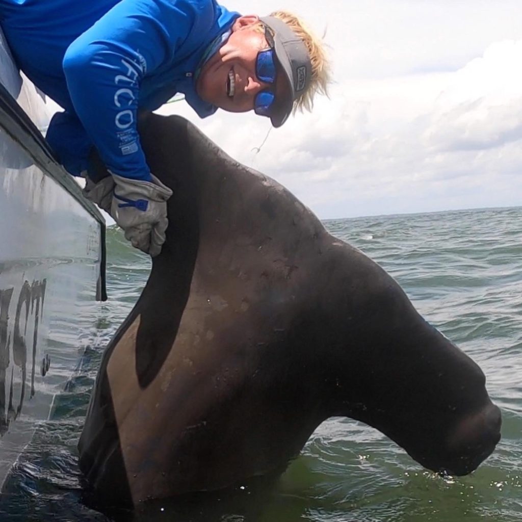 Would-Be Record Hammerhead Released