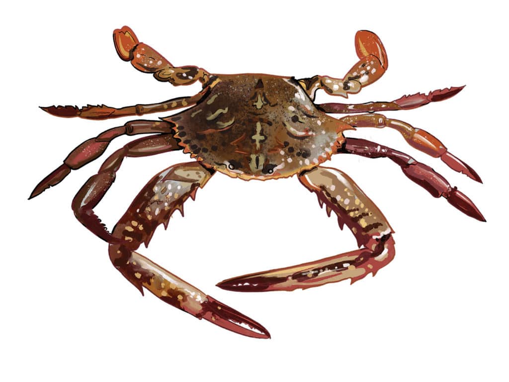 Tips for Using Crabs as Fishing Bait