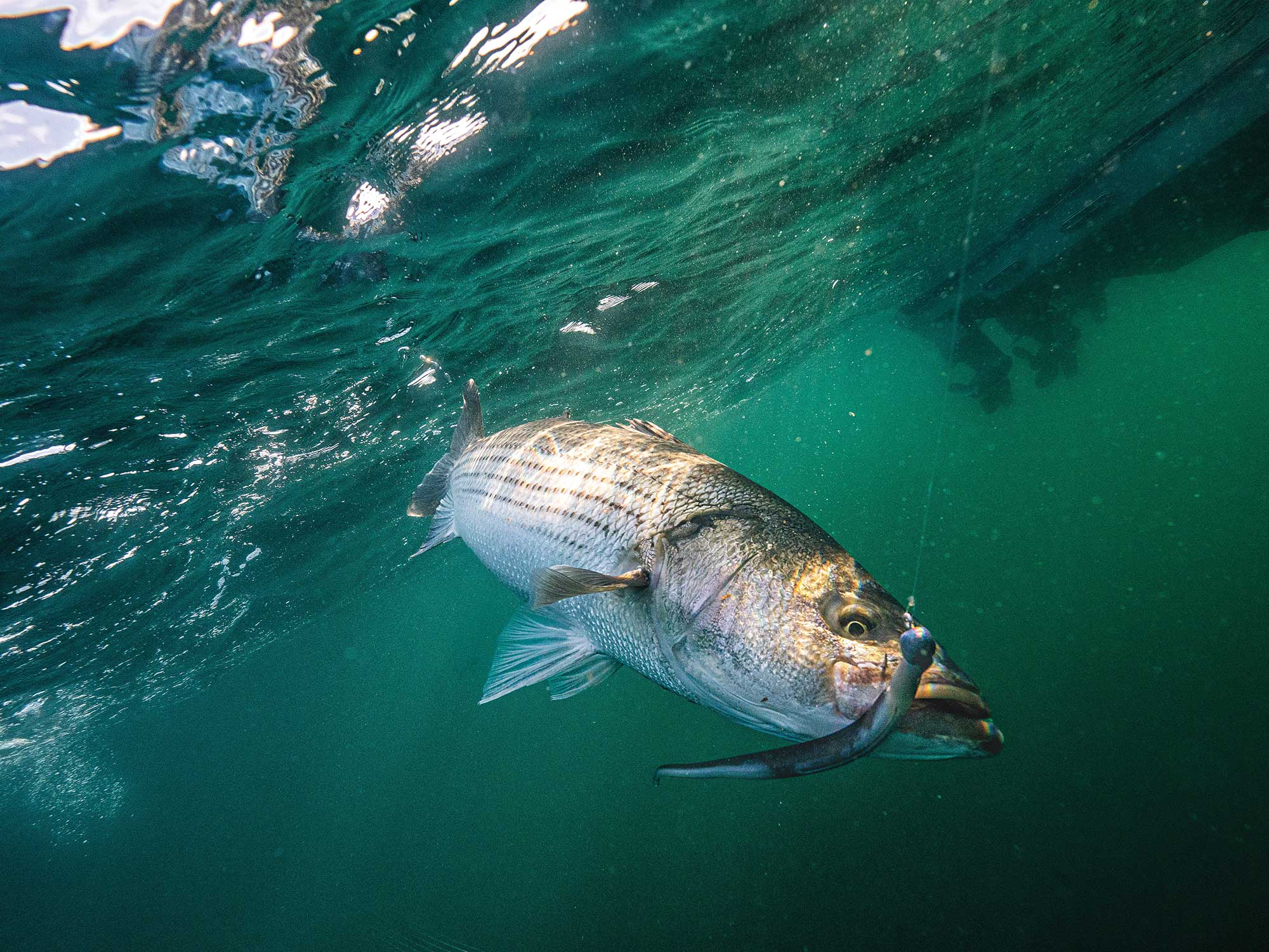 Rhode Island Striped Bass: Bucktail Jigs.Hottest Lures so Far