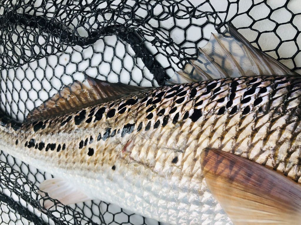 Why Redfish Might Have Multiple Spots
