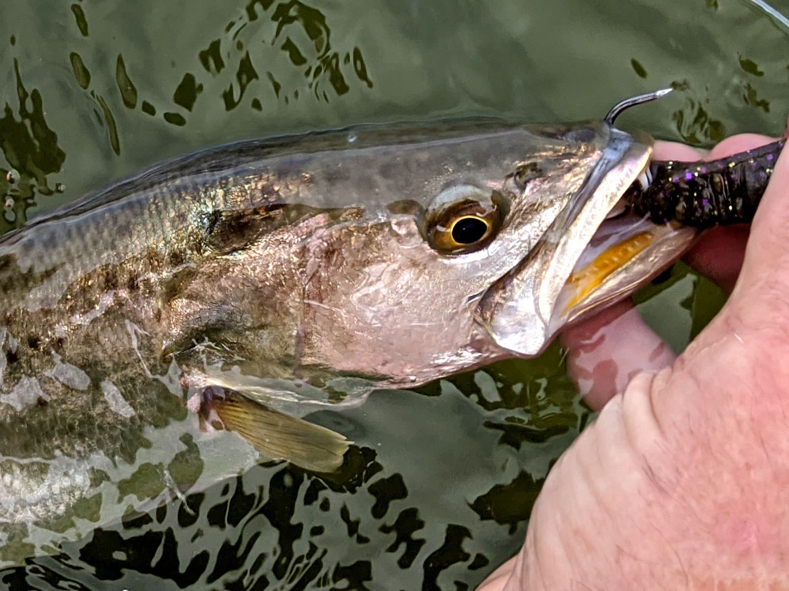Barbless Hooks Increase Your Catch Trout Fishing in the Smoky Mountains