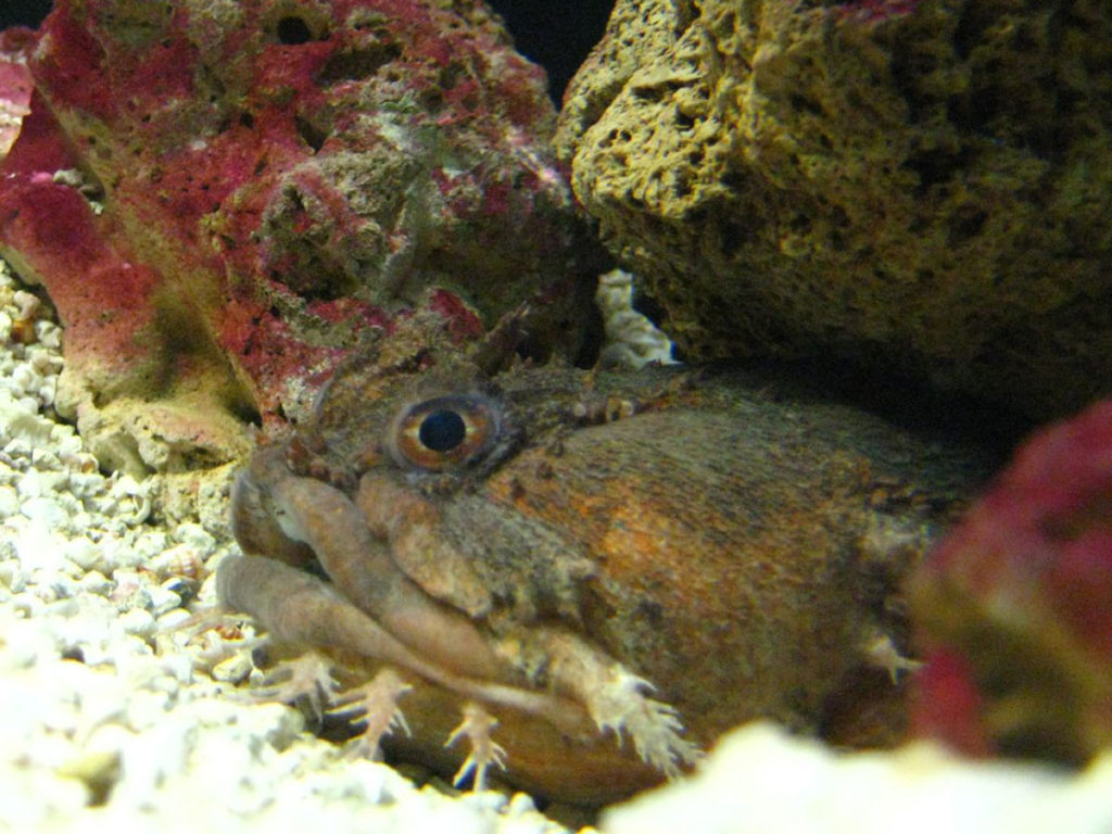 Oyster toadfish: The unique and slimy fish that whistle for love