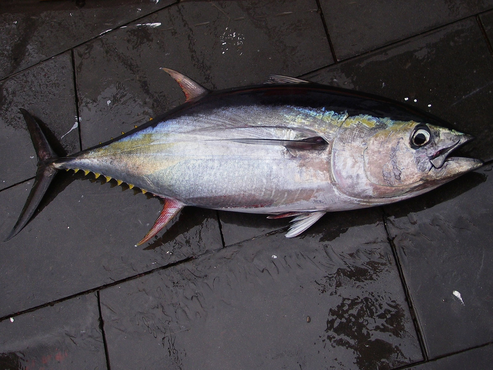 World-Record Yellowfin Tuna on Light Line | Salt Water Sportsman