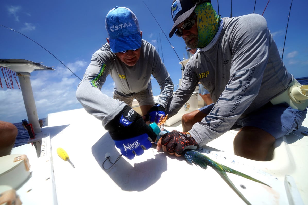 How to Tag Dolphinfish, Dolphinfish Research Program