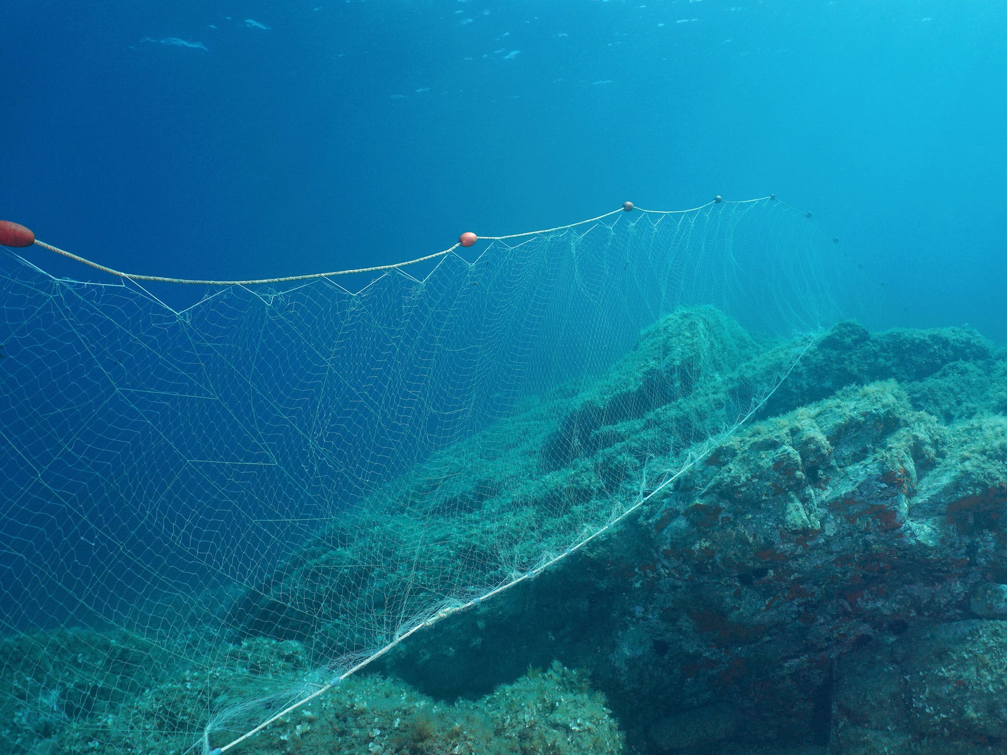 Set Gillnets in California Ocean Waters Threaten Biodiversity