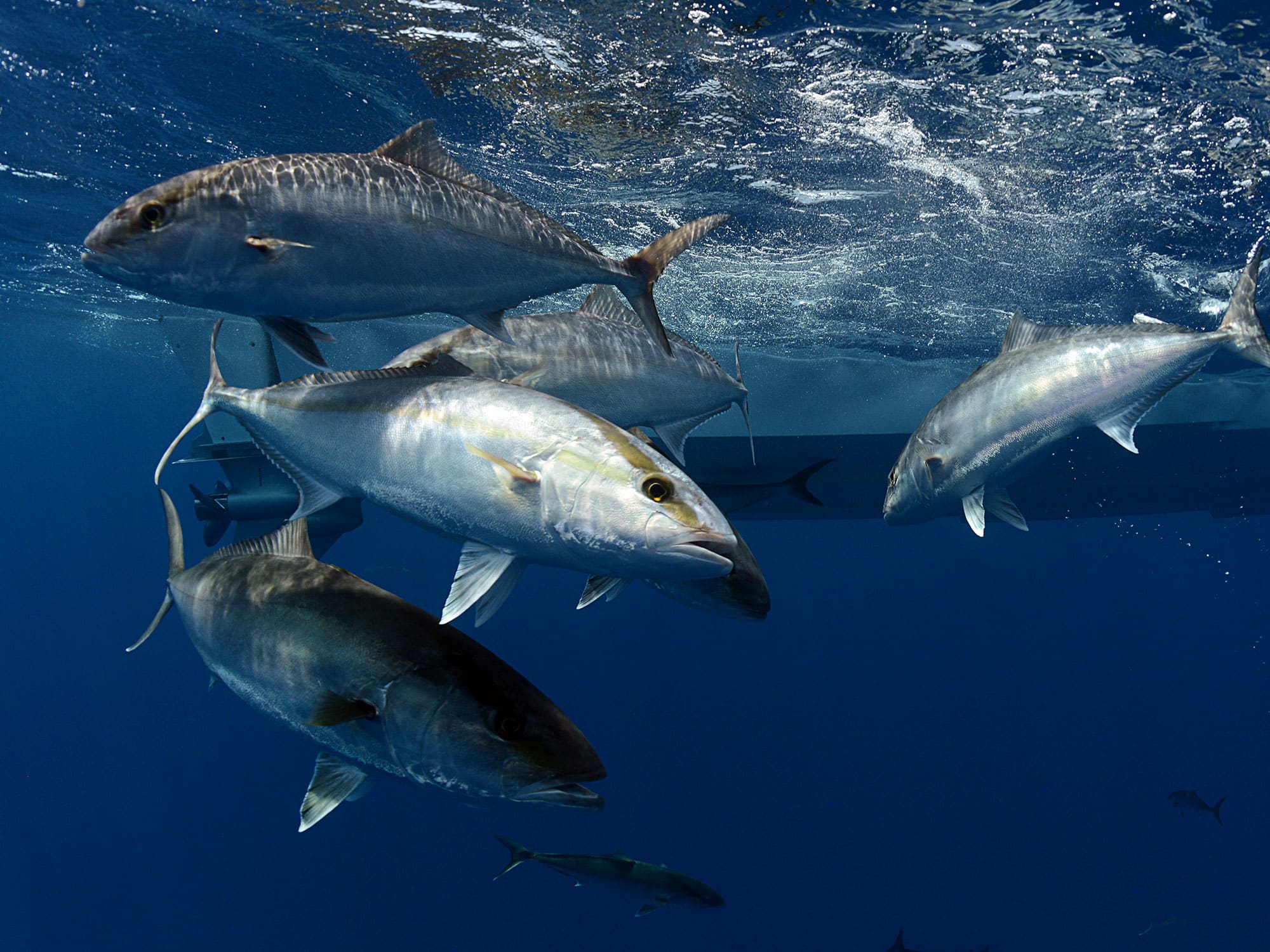 An Angler's Guide to Amberjack