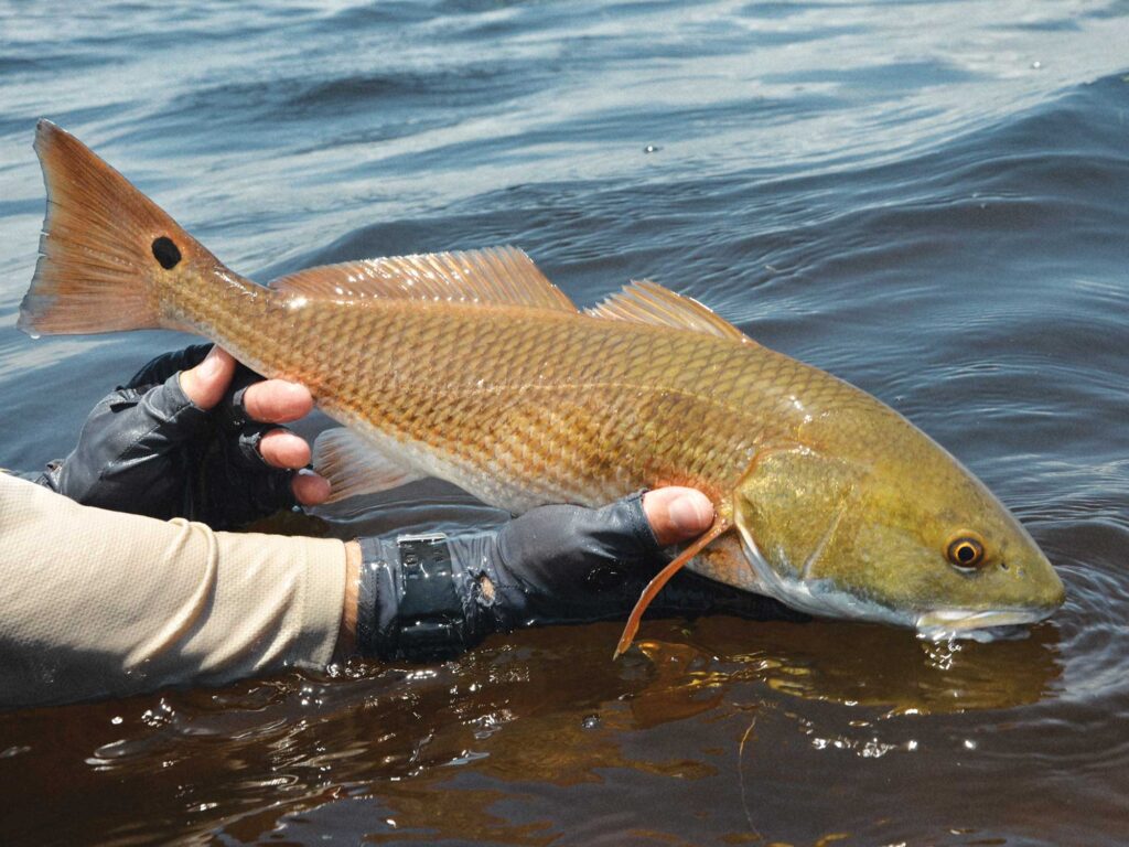 Angler releasing redfish