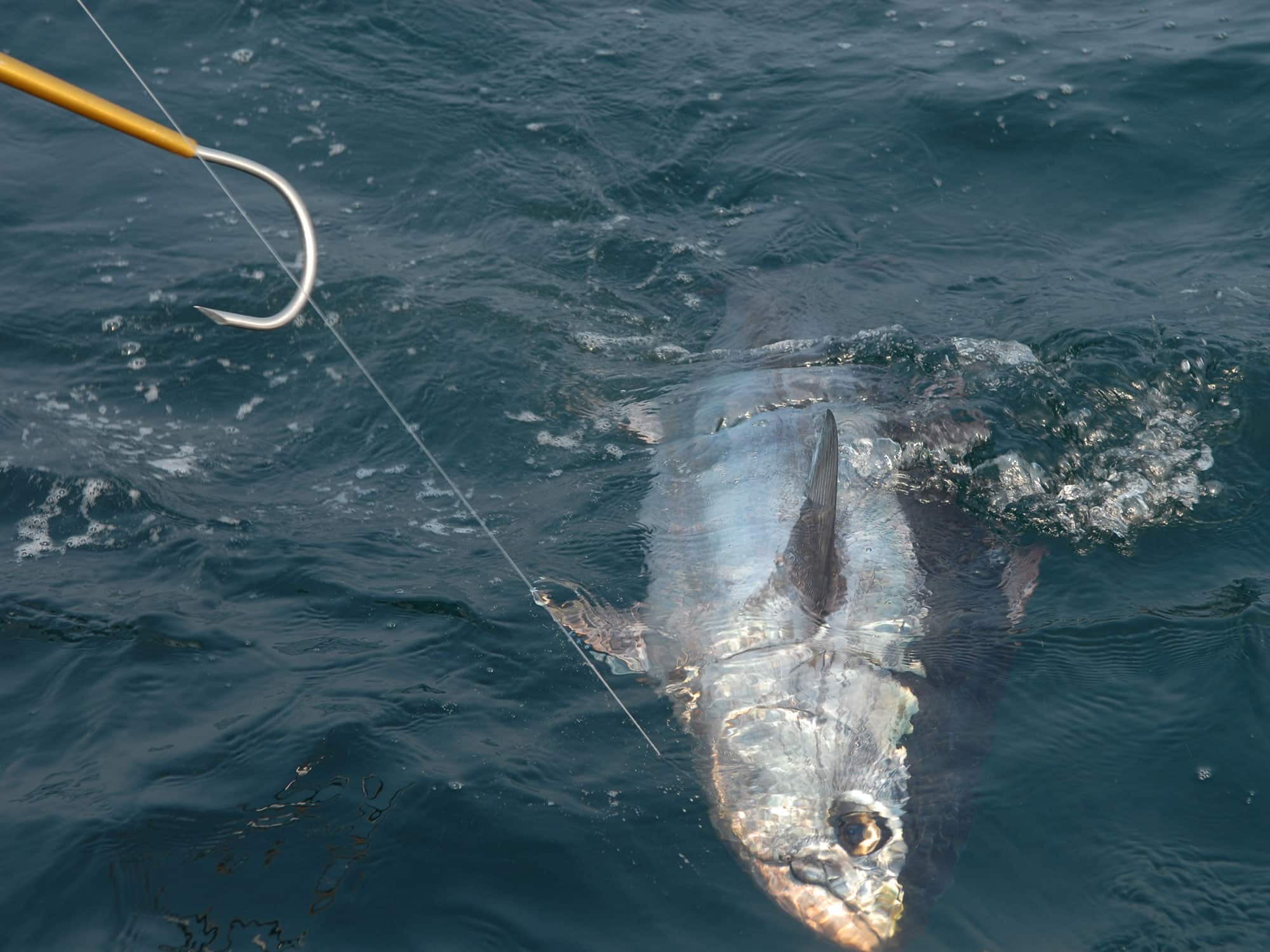 Atlantic Bluefin Tuna Are Back | Salt Water Sportsman